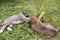 Two naughty one month old puppies play around with a potted plant. Behavioral and personality development in young dogs