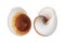 Two Nautica spiral shells on white background with clipping path