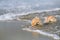 Two nautilus shell with sea wave, Florida beach under the sun