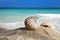 Two nautilus shells on beach