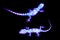 Two neon lizards in the dark