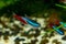 Two Neon tetra fish Paracheirodon innesi swim in the aquarium on the background of pebbles and driftwood close-up