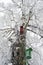 Two nesting boxes on frosted birch tree