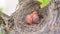 Two newborn birds blackbird or American Robin in a nest. Babies are still blind and have no feathers. They are only a