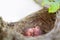 Two newborn birds blackbird or American Robin in a nest. Babies are still blind and have no feathers. They are only a