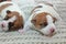 Two newborn blind puppy jack russell terrier lie on a knitted sweater looking away from each other, close-up, horizontal