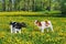 Two newborn calves standing in dandelions meadow