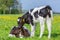 Two newborn calves together in dutch meadow