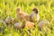 Two newborn chicken with cracked eggshell eggs. Sunny grass background