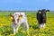 Two newborn dutch calves in flower meadow