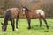 Two newborn foal grazing