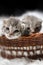 Two newborn grey tabby cats in a wicker cradle