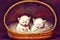 Two newborn kitten in a basket.