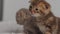 Two newborn kittens lie on light cloth, play and meow, explore new world