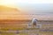 Two newborn lambs with mother sheep grazing on a arid meadow