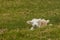 Two newborn lambs resting on grass