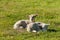 Two newborn lambs resting on meadow
