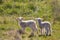 Two newborn lambs standing on grassy pasture with copy space above