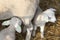 Two newborn lambs on straw drink milk from mother ewe