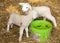 Two newborn lambs on straw with green water bucket