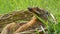 Two newborn little weekly cute fluffy bunnies in a wicker basket in green grass in summer or spring