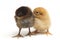 Two newborn yellow brown Chick Ayam Kampung is the chicken breed reported from Indonesia. `free-range chicken`