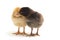 Two newborn yellow brown Chick Ayam Kampung is the chicken breed reported from Indonesia. `free-range chicken`