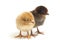Two newborn yellow brown  Chick Ayam Kampung is the chicken breed reported from Indonesia. `free-range chicken`