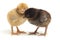 Two newborn yellow brown  Chick Ayam Kampung is the chicken breed reported from Indonesia. `free-range chicken`