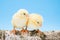 Two newborn yellow chickens standing on wooden branch