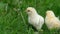 Two newborn yellow chicks pecking at green grass.