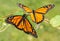 Two newly emerged Monarch butterflies getting ready to fly off