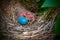Two newly hatched American Robin chicks with unhatched egg