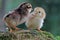 Two newly hatched chicks are looking for food in the moss-covered ground.