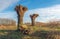 Two newly pruned pollard willows