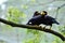 Two Nias parrot Gracula robusta perching and feathing while perched on branch