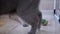 Two Nice Gray British Domestic Cats Bite, Fight, Attack, Play with Ball