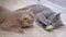 Two Nice Gray British Domestic Cats Bite, Fight, Attack, Play with Ball