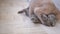Two Nice Gray British Domestic Cats Bite, Fight, Attack, Play with Ball