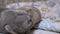 Two Nice Gray British Domestic Cats Bite, Fight, Attack, Play on Bed. Close-Up