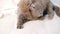 two Nice Gray kittens bite, Fight, Attack, play on sofa. Playful, Active Pets. British Domestic cats. Pet games. Slow