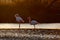 Two Nice pink big bird Greater Flamingo, Phoenicopterus ruber, in the water, with evening sun, Camargue, France. Wildlife scene in