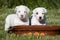 Two nice posing jack russel terrier