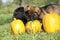 Two nice puppies with pumpkin