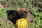 Two nice puppies with pumpkin