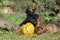 Two nice puppies with pumpkin