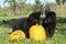 Two nice puppies with pumpkin