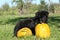 Two nice puppies with pumpkin