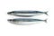Two nice shaped Pacific saury Cololabis saira / mackerel pike /