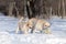Two nice yellow labradors in winter in snow with a ball